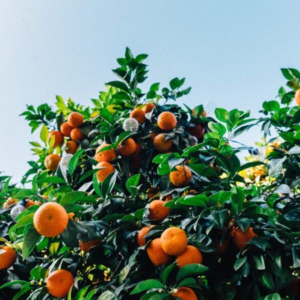 Eye News: Vitamin C Could Reduce the Development/Progression of Cataracts